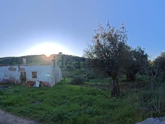 Quinta venda em São Pedro, Lapas e Ribeira Branca, Torres Novas