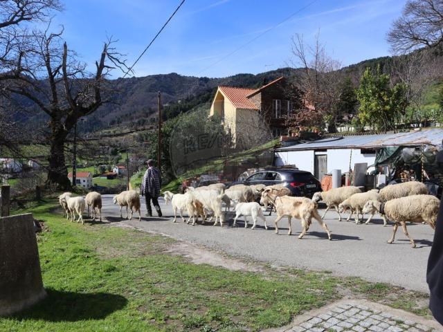 Quinta venda em Santa Maria