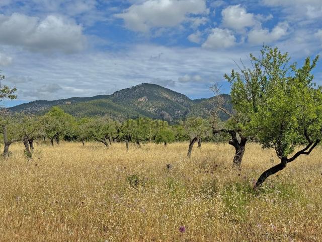 Casa Rural en venta en Raiguer, Baleares