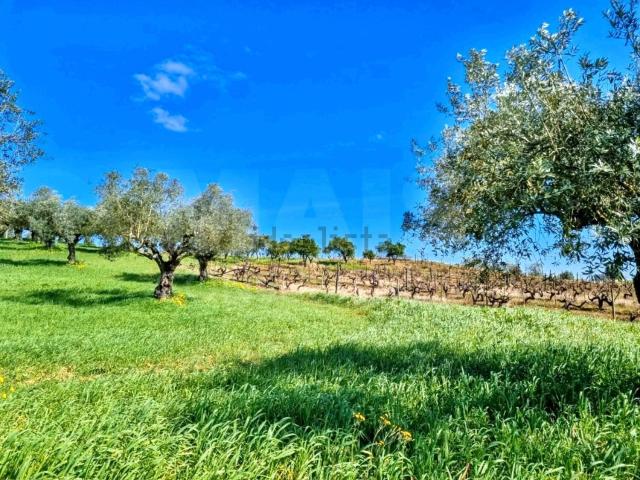 Quinta venda em Torres Novas, Santarém