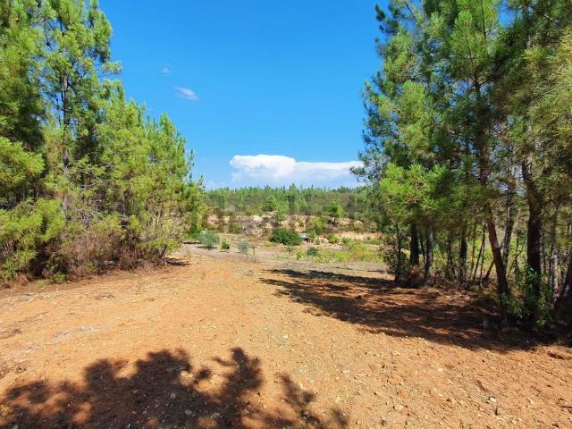 Quinta venda em Castelo Branco