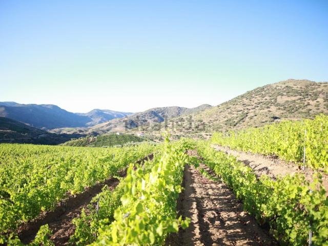 Quinta venda em Guarda, Mós