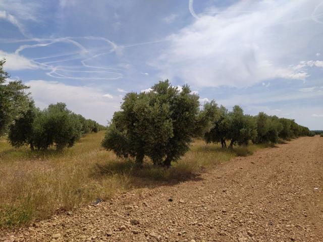 Casa Rural en venta en Tomelloso, Castilla-La Mancha