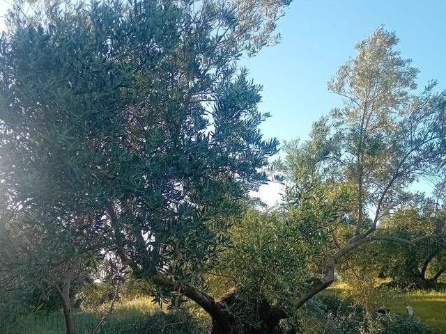 Casa Rural en venta en Torredonjimeno