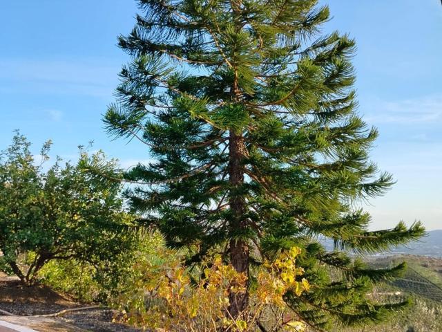 Casa Rural en venta en Triana, Vélez-málaga