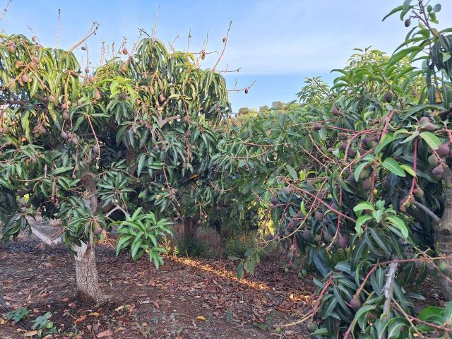 Casa Rural en venta en Real Bajo, La Axarquía