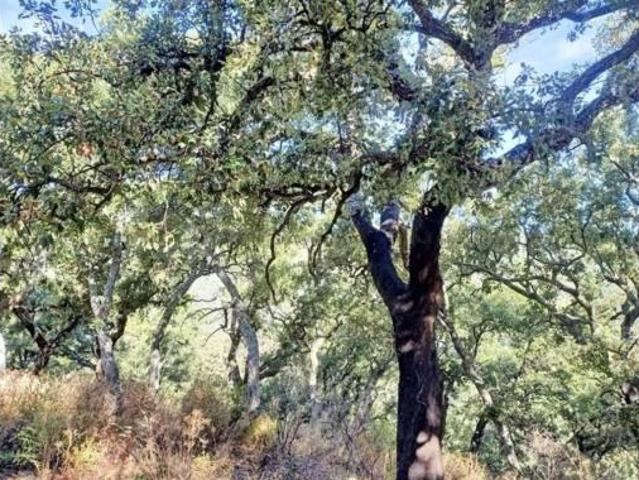 Casa Rural en venta en Serranía de Ronda, Andalucía