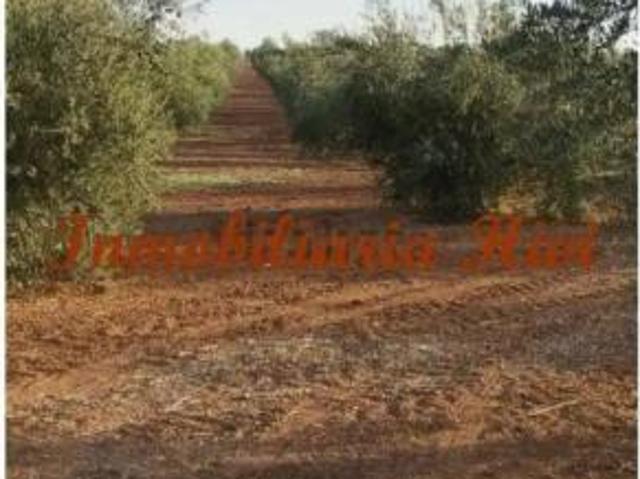 Casa Rural en venta en Tierra de Barros, Extremadura