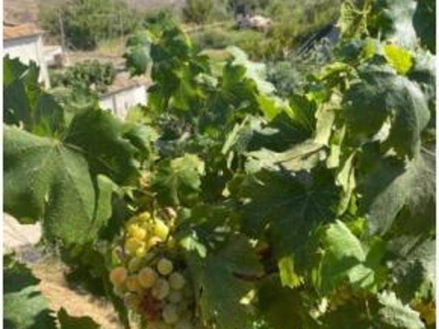 Casa Rural en venta en Comarca de la Alpujarra Granadina, Andalucía