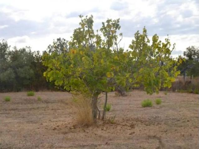 Casa Rural en venta en Raiguer, Baleares