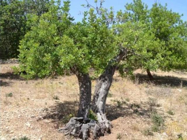 Casa Rural en venta en Raiguer, Baleares
