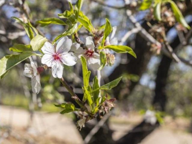Casa Rural en venta en s'Horta, Migjorn