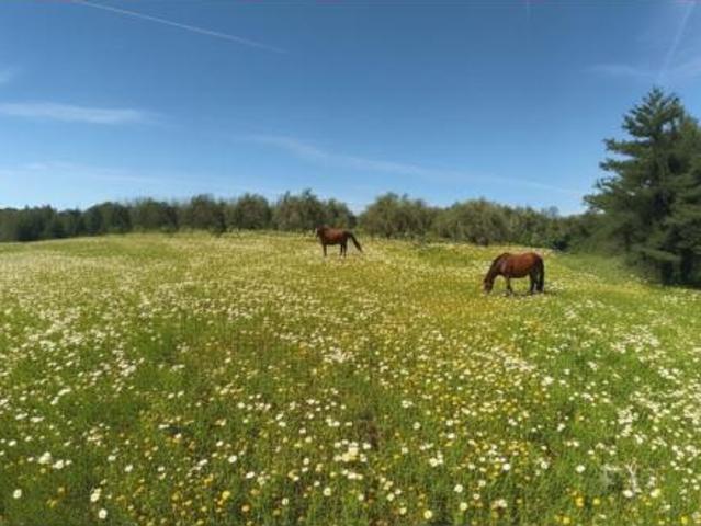 Casa Rural en venta en Morón De La Frontera, Andalucía
