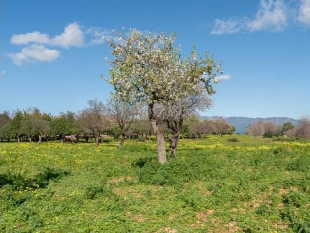 Casa Rural en venta en es Secar de la Real, Palma