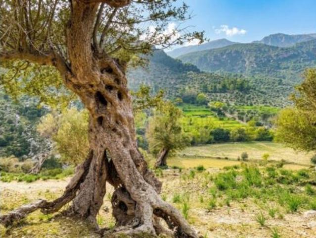 Casa Rural en venta en Sant Jordi, Palma