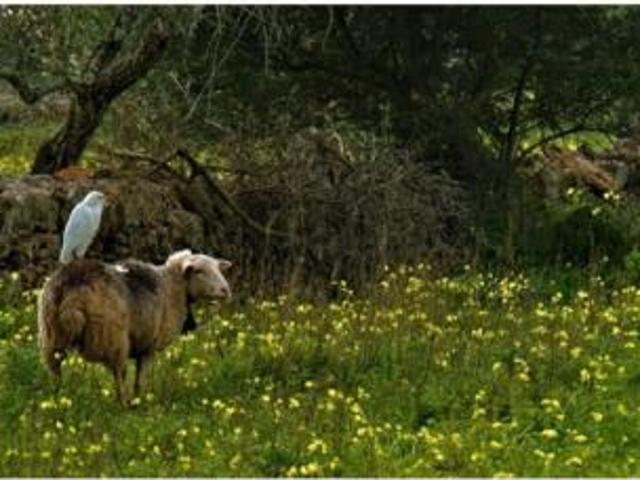 Casa Rural en venta en Pla de Mallorca, Baleares