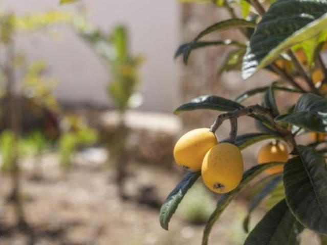 Casa Rural en venta en Binifuell, Pla de Mallorca