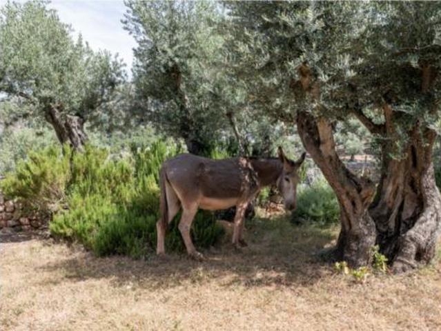 Casa Rural en venta en l'Horta, Serra de Tramuntana