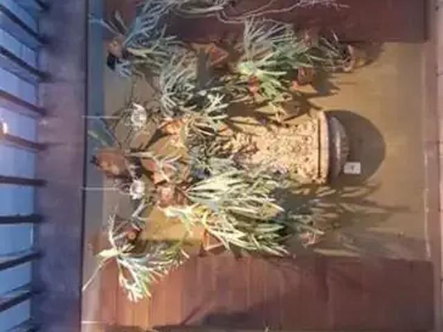 Casa venda em Região Imediata de Barretos, Barretos