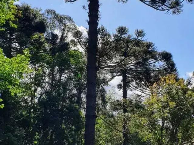 Casa venda em Região Geográfica Imediata de Caxias do Sul, Nova Petrópolis
