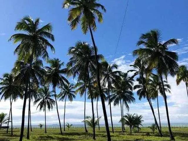 Casa venda em Região Geográfica Imediata de Barreiros-Sirinhaém, Sirinhaém