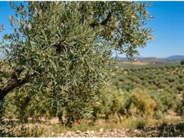 Casa en venta en ses Cases Noves, Pla de Mallorca