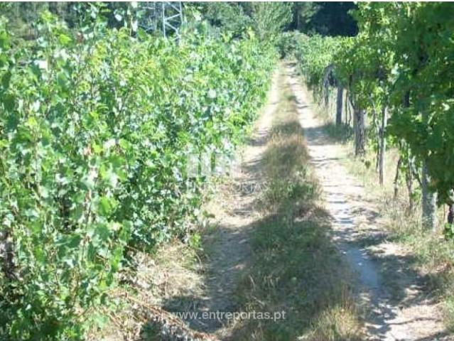 Casa venda em Espadanedo, Viseu