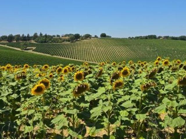 Terreno in vendita a Baschi, Umbria