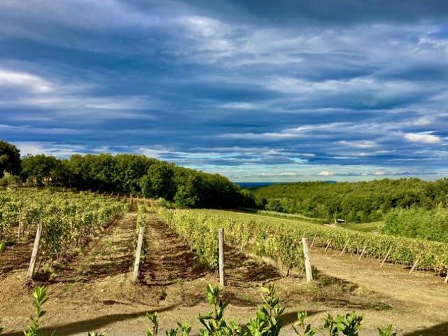 Terreno in vendita a Cecina, Toscana