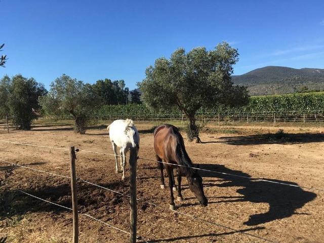 Rustico in vendita a Monte Argentario, Toscana