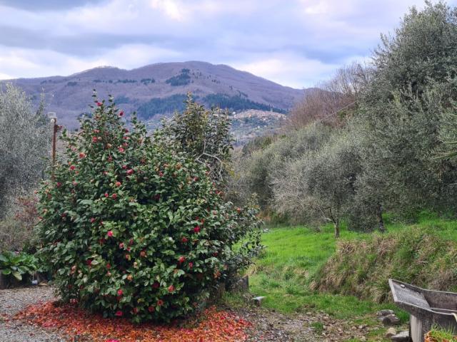Rustico in vendita a Ricciano, Uzzano E Castello