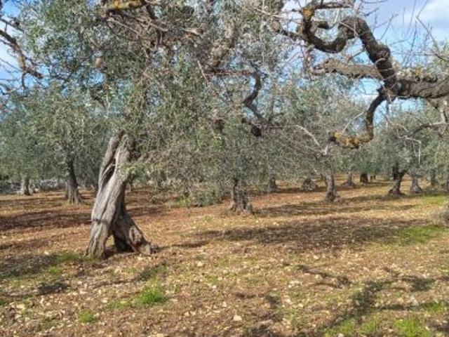 Terreno in vendita a Puglia, Bari