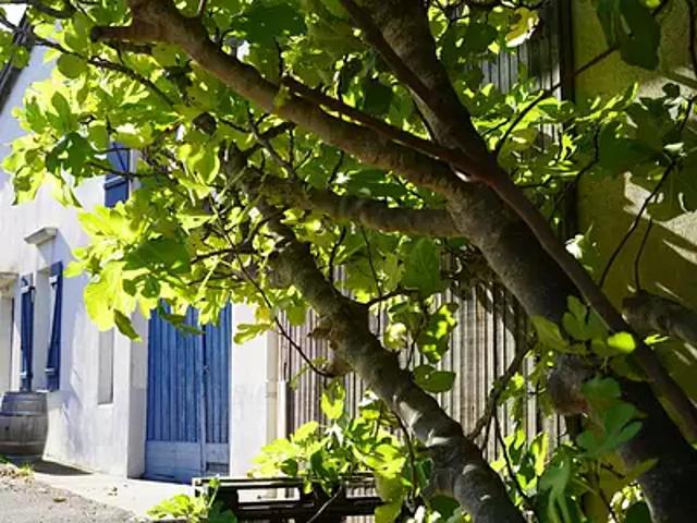 Maison vente à Narbonne, Cascastel-des-corbières