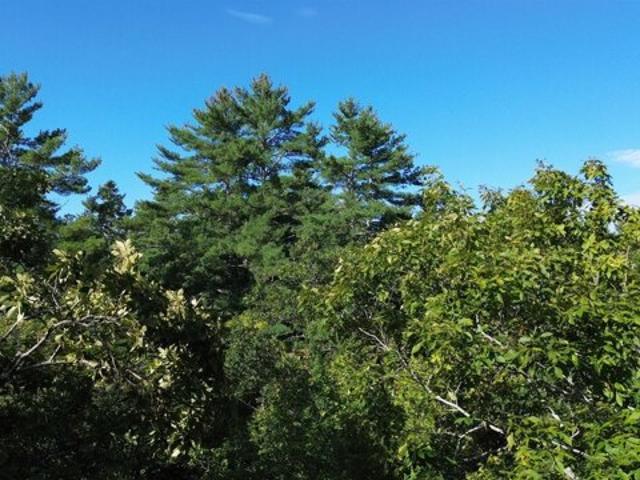 Land for sale in Nottingham, Rockingham County