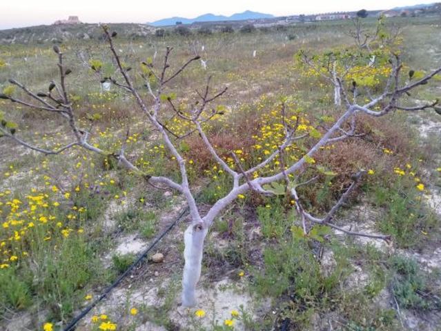 Casa en venta en Ifre - Cañada de Gallego, Bajo Guadalentín