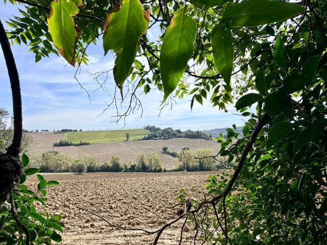 Rustico in vendita a Morro d'Alba, Ancona