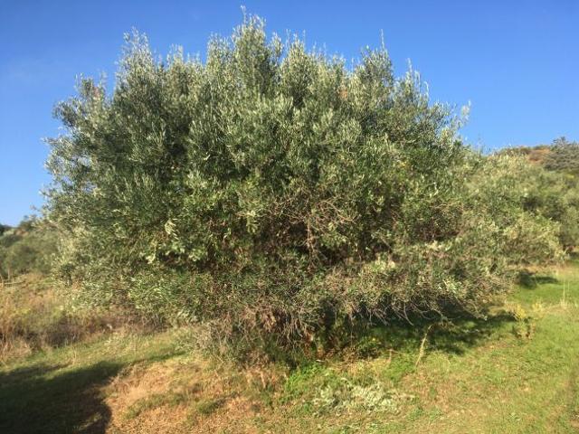 Terreno in vendita a Casteldaccia, Sicilia