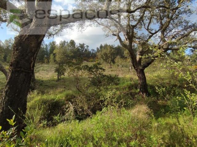 Terreno venda em Castelo Branco