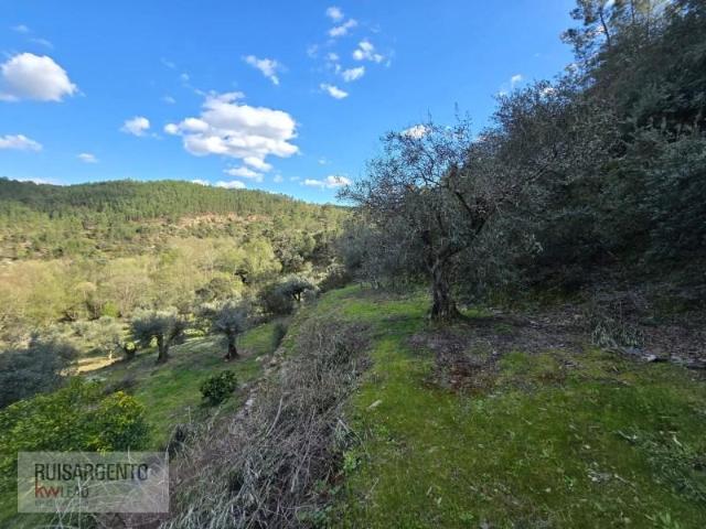 Terreno venda em Castelo Branco