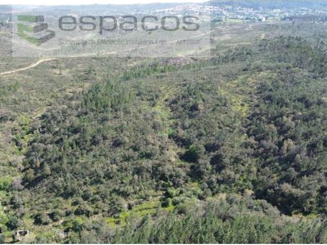 Terreno venda em Castelo Branco