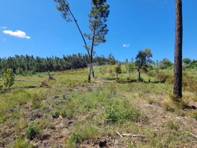 Terreno venda em Castelo Branco