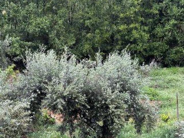 Terreno venda em Castelo Branco