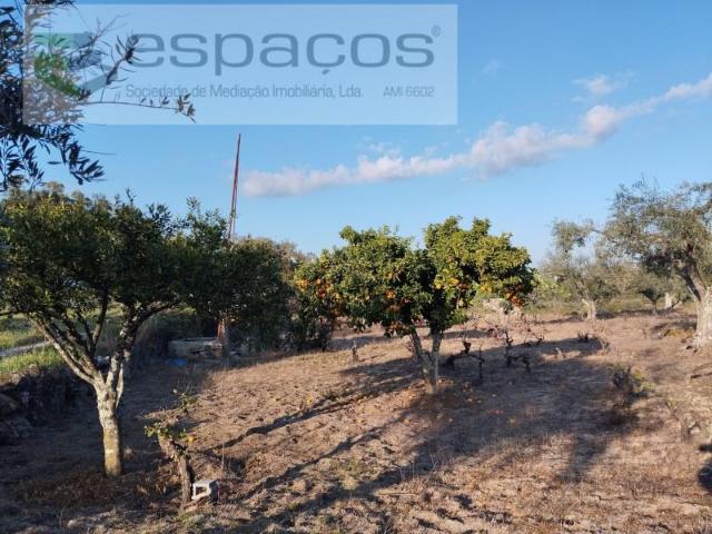 Terreno venda em Castelo Branco