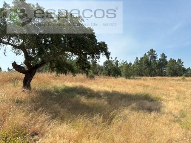 Terreno venda em Castelo Branco