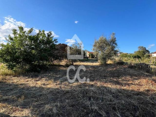 Terreno venda em Castelo Branco