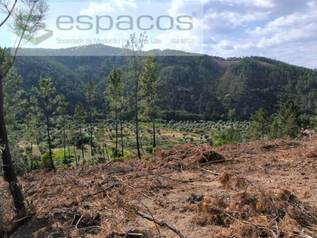 Terreno venda em Castelo Branco