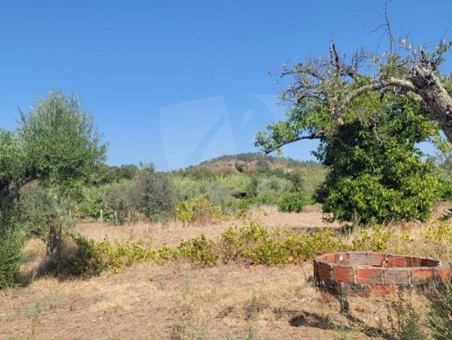 Terreno venda em Castelo Branco