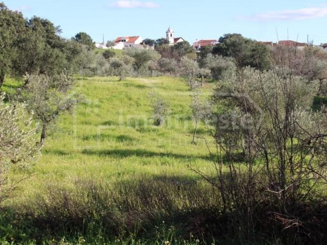 Terreno venda em Castelo Branco