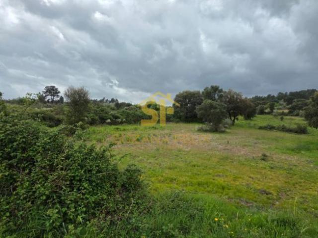 Terreno venda em Castelo Branco