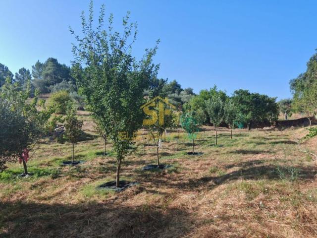 Terreno venda em Castelo Branco